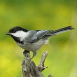 chickadee photo