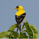 Goldfinch photo