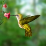 hummingbird photo