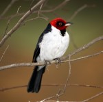 red capped cardinal