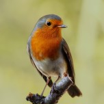 Robin photo