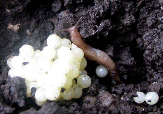 Slug_eggs_and_baby